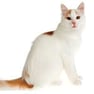 turkish van