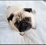 Pug