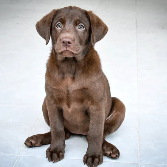 labrador retriever