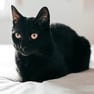 bombay cat