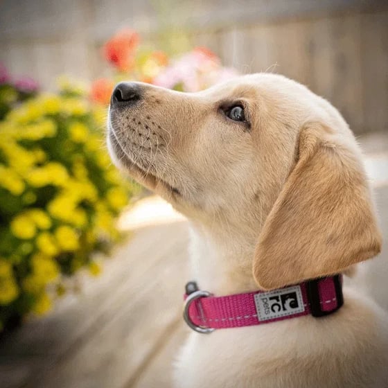 labrador retriever