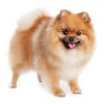 pomeranian