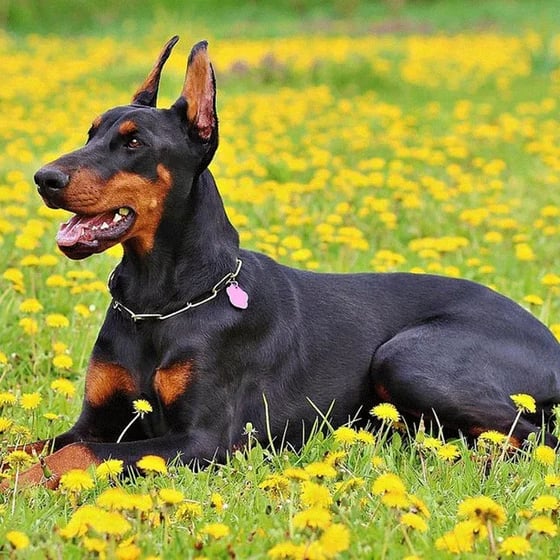 doberman