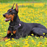 doberman