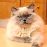 Himalayan cat
