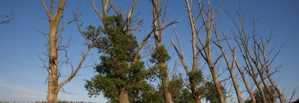 Kunstwerk van moeder natuur?