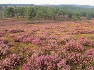 Wandelroute Brunssummerheide, bij Heerlen (lichtgroen)