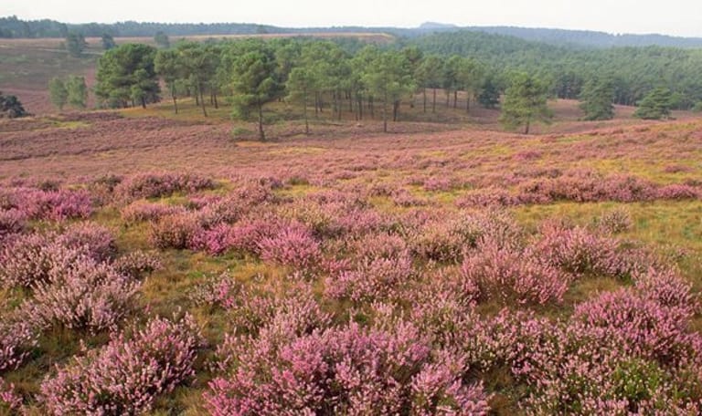 Wandelroute Brunssummerheide, bij Heerlen (lichtgroen)
