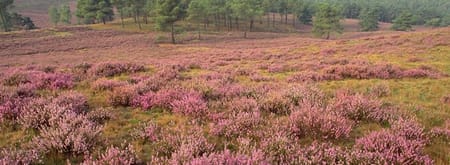 Wandelroute Brunssummerheide, bij Heerlen (lichtgroen)