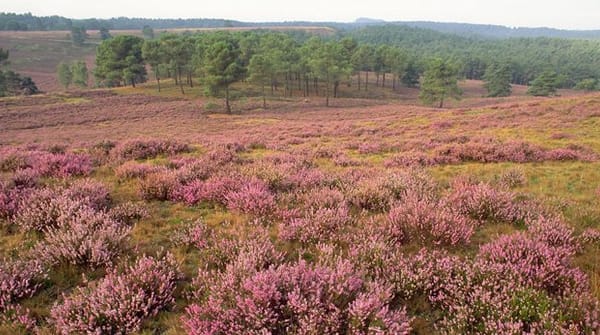Wandelroute Brunssummerheide, bij Heerlen (lichtgroen)