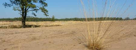 Wandelroute Mier, vlak bij Ossendrecht