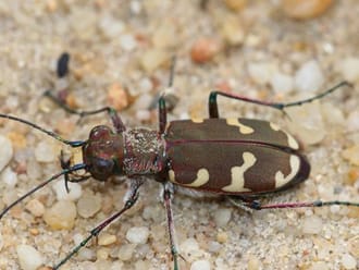 Wandelroute Kapucijnenberg, vlak bij Udenhout