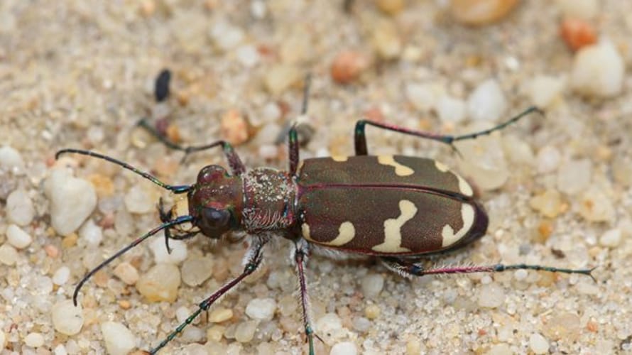 Wandelroute Kapucijnenberg, vlak bij Udenhout