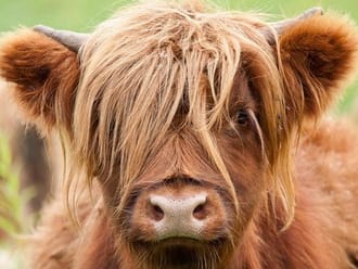 Wandelroute Noordlaarderbos en de Vijftig Bunder, vlakbij de Hondsrug (Drenthe)