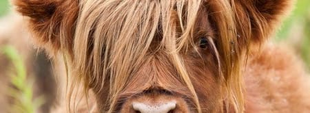 Wandelroute Noordlaarderbos en de Vijftig Bunder, vlakbij de Hondsrug (Drenthe)