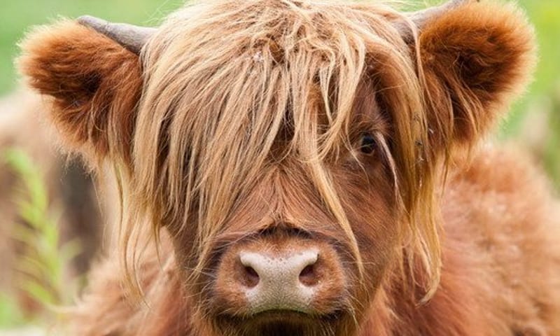 Wandelroute Noordlaarderbos en de Vijftig Bunder, vlakbij de Hondsrug (Drenthe)