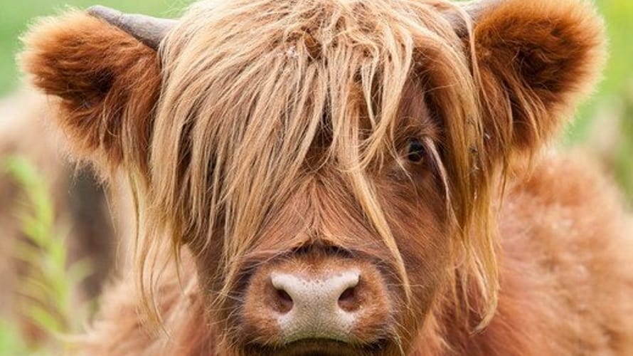 Wandelroute Noordlaarderbos en de Vijftig Bunder, vlakbij de Hondsrug (Drenthe)