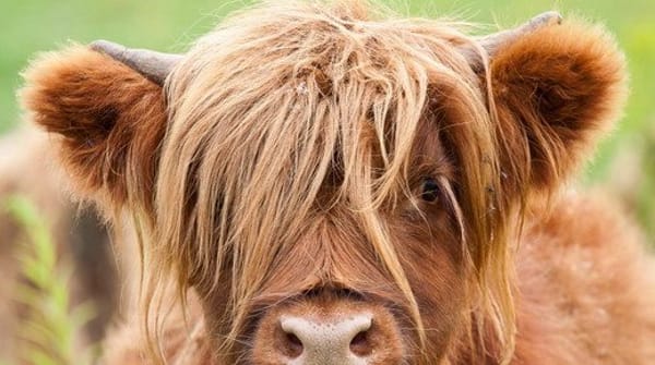 Wandelroute Noordlaarderbos en de Vijftig Bunder, vlakbij de Hondsrug (Drenthe)