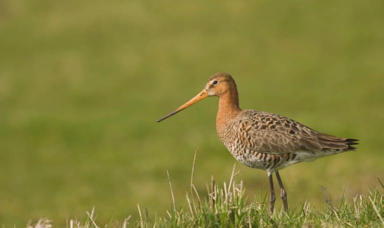 Grutto langs het Polderpad