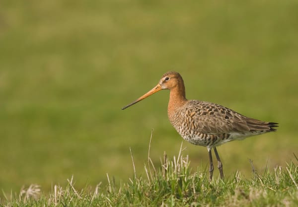 Leeuwterveld