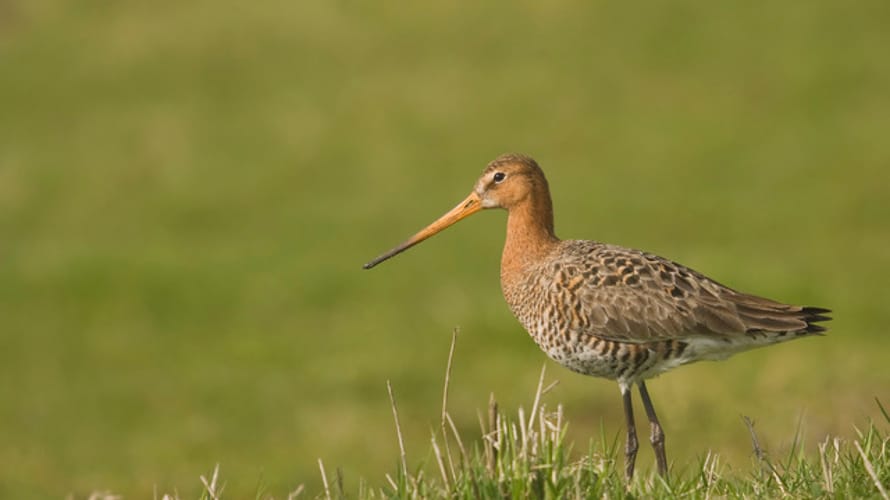 Grutto langs het Polderpad