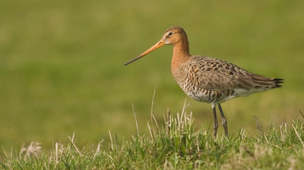 Grutto langs het Polderpad