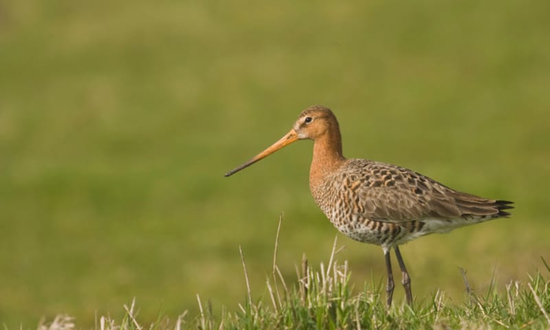 Grutto