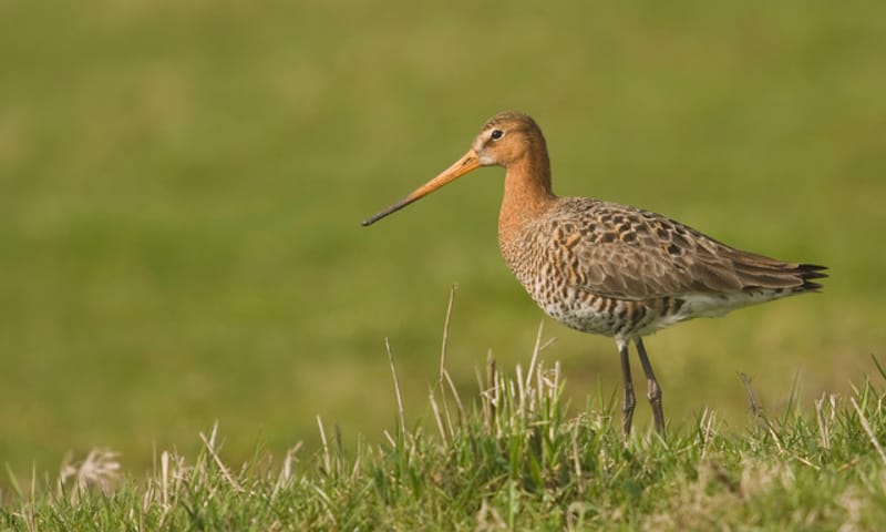 Grutto