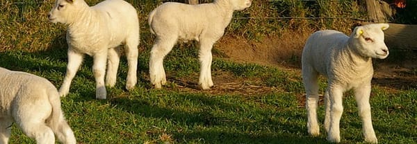 Mekkeren als een lammetje