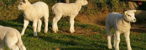Mekkeren als een lammetje Mekkeren als een lammetje
