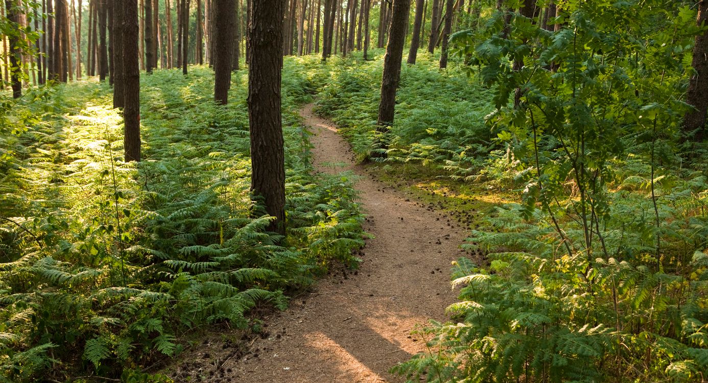 Paardrijden in het Bergherbos