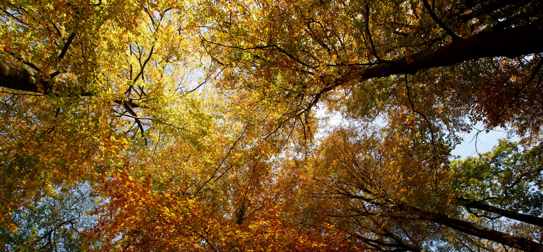 Herfst bomen