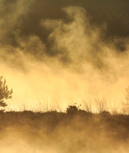 Boom in optrekkende mist op Kampina