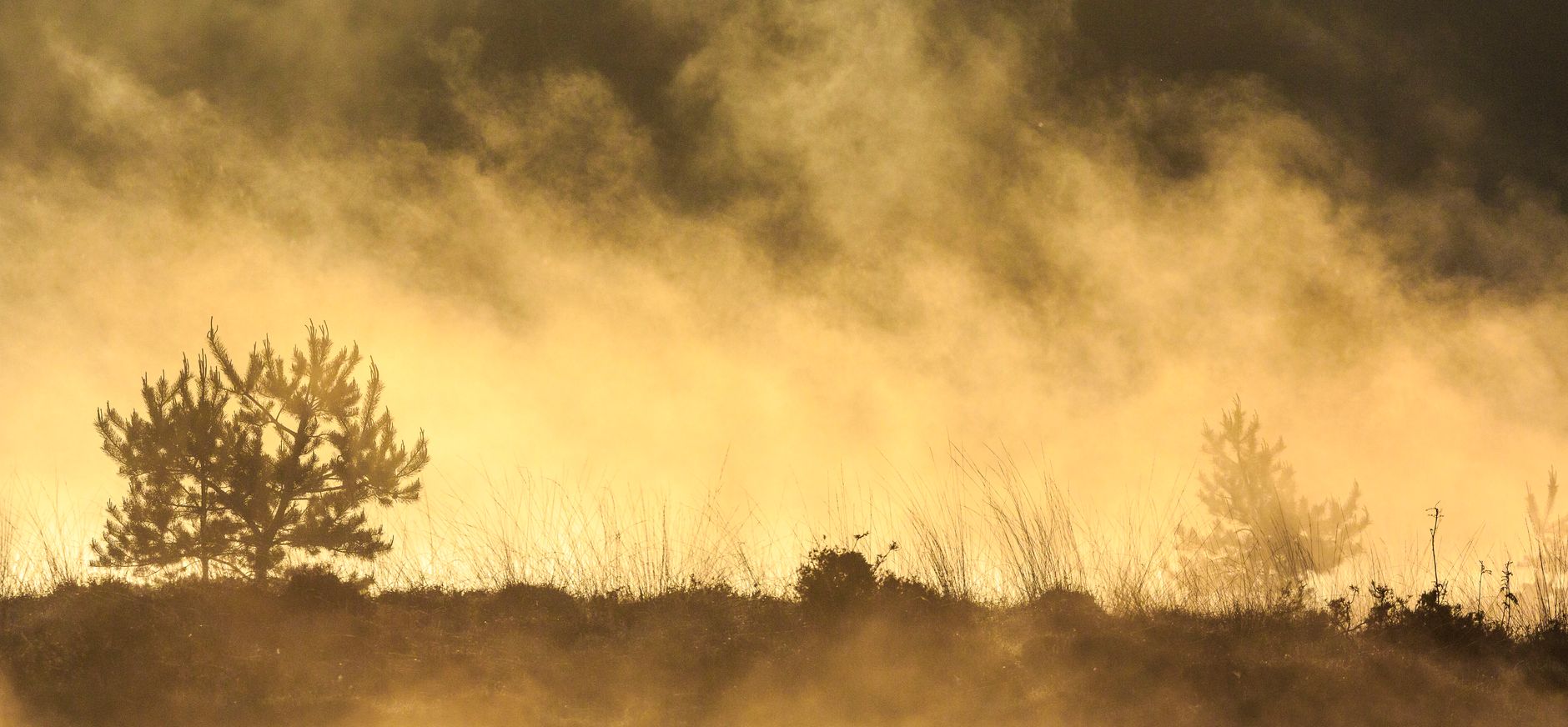 Boom in optrekkende mist op Kampina