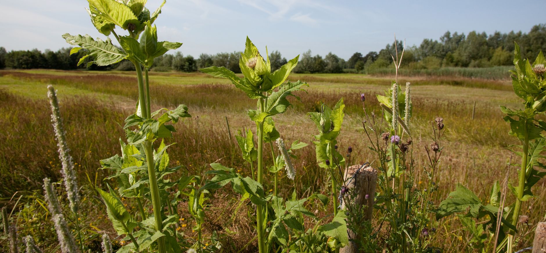 Chaamse Beek, onderdeel van Hollandse Bossen