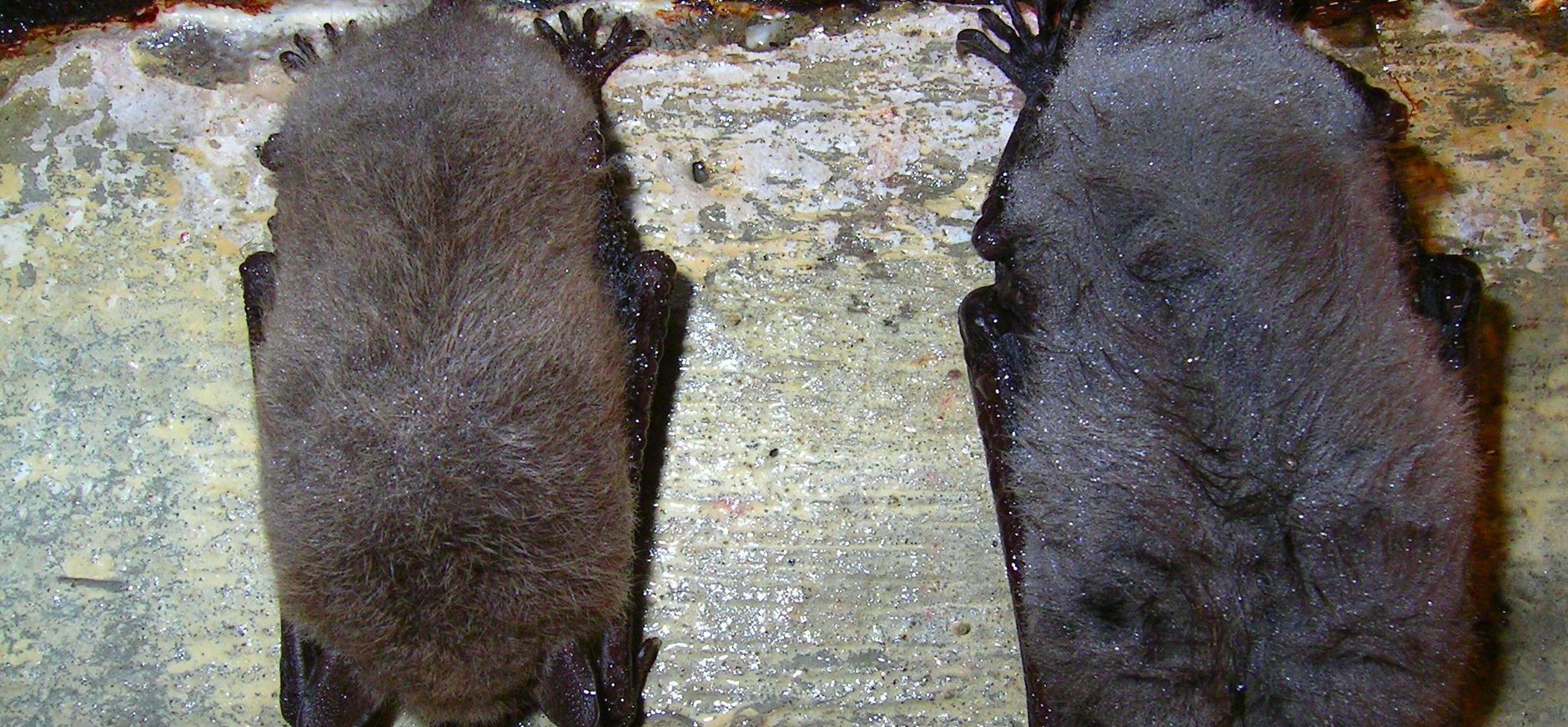 Meervleermuizen