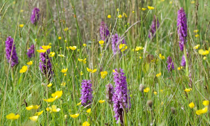 Duinen van Goeree