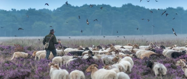 dwingelderveld schaapskudde boerenzwaluw, schaapsherder