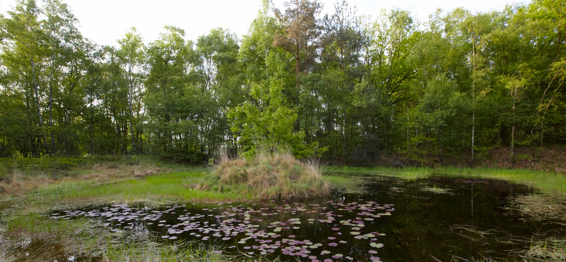 Galgenven