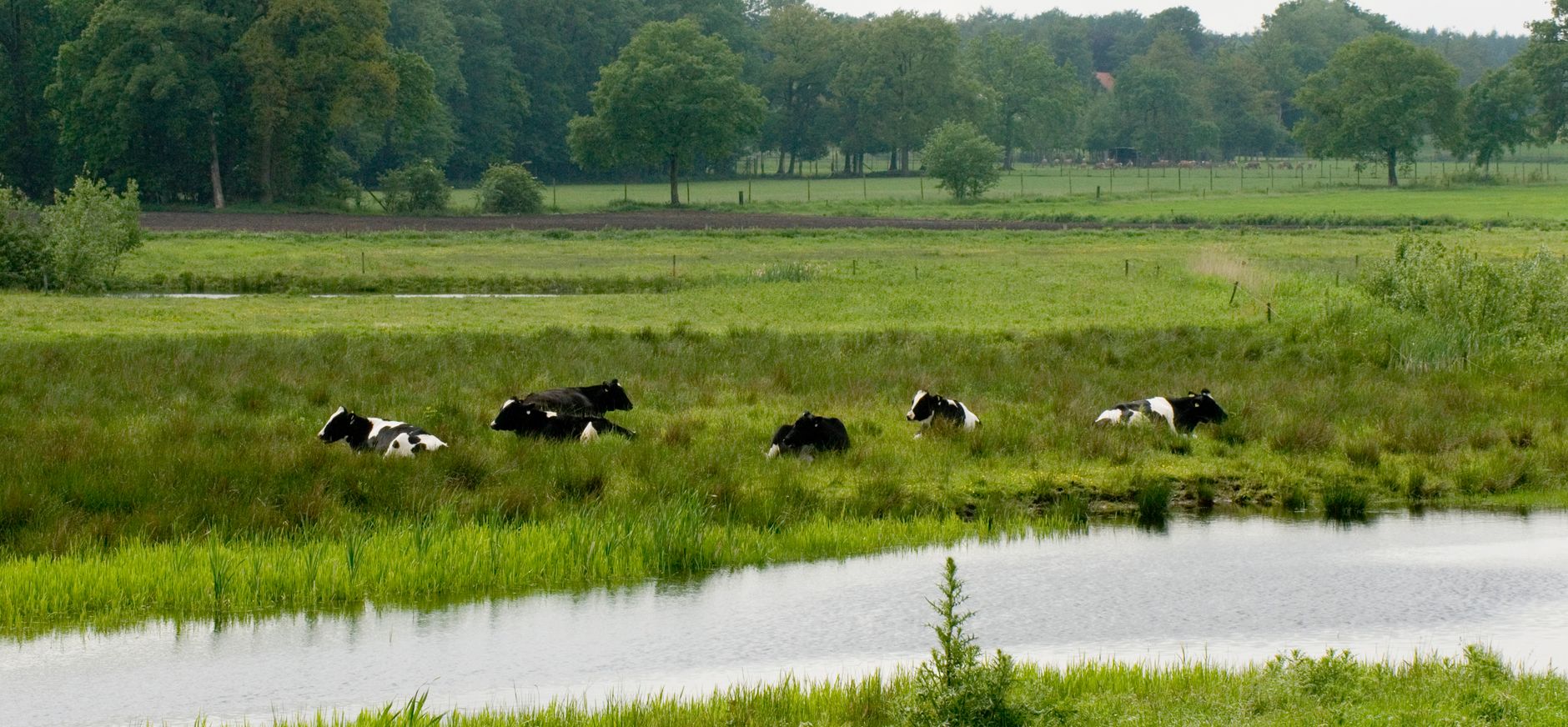 Grote Goor