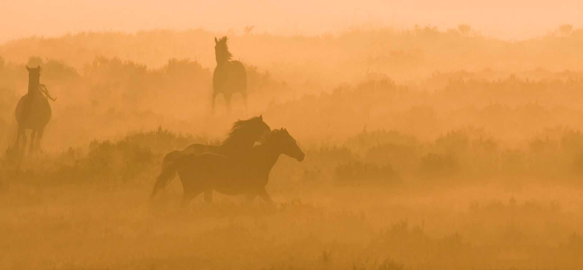Planken Wambuis paarden