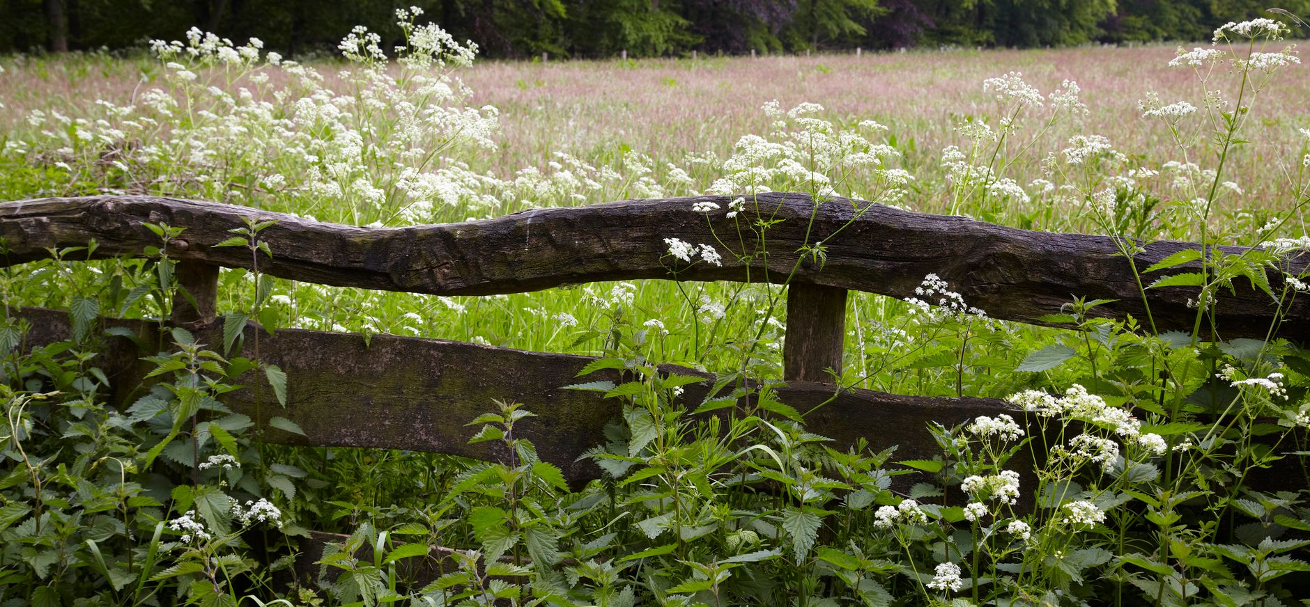 Haagse Bos