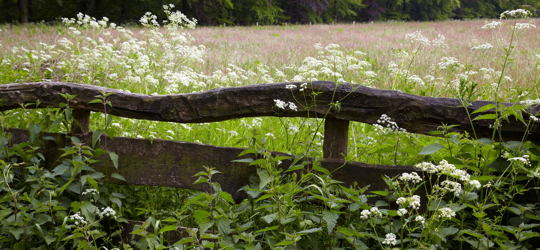 Haagse Bos