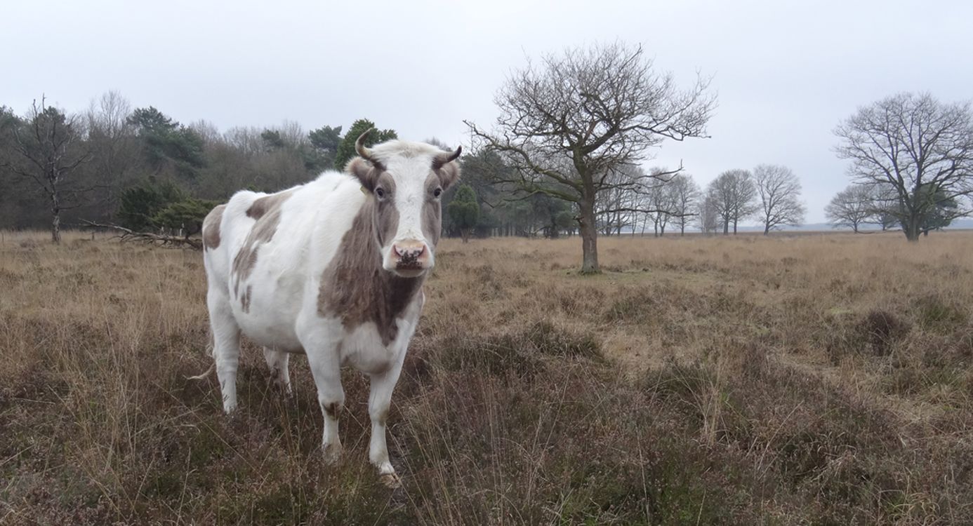Stoere heidekoe