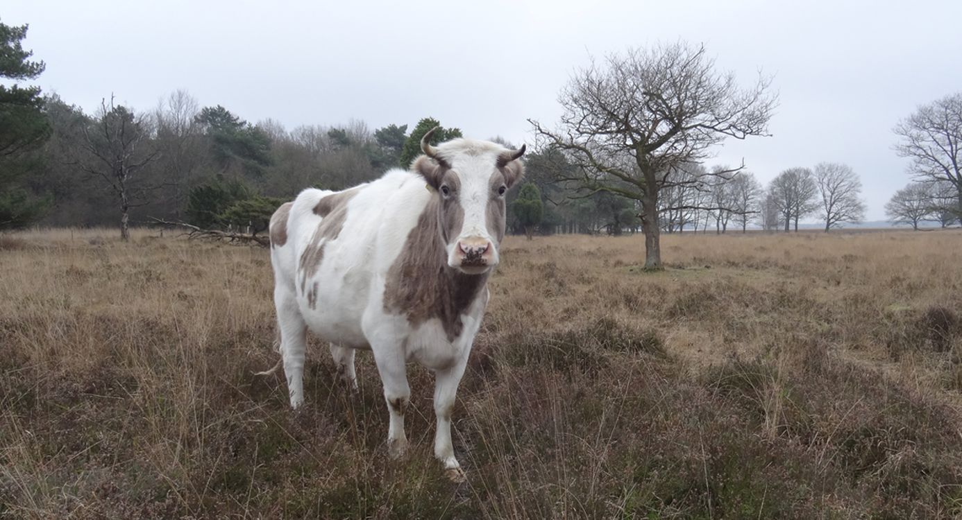 Stoere heidekoe