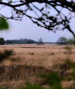 Holtingerveld heide