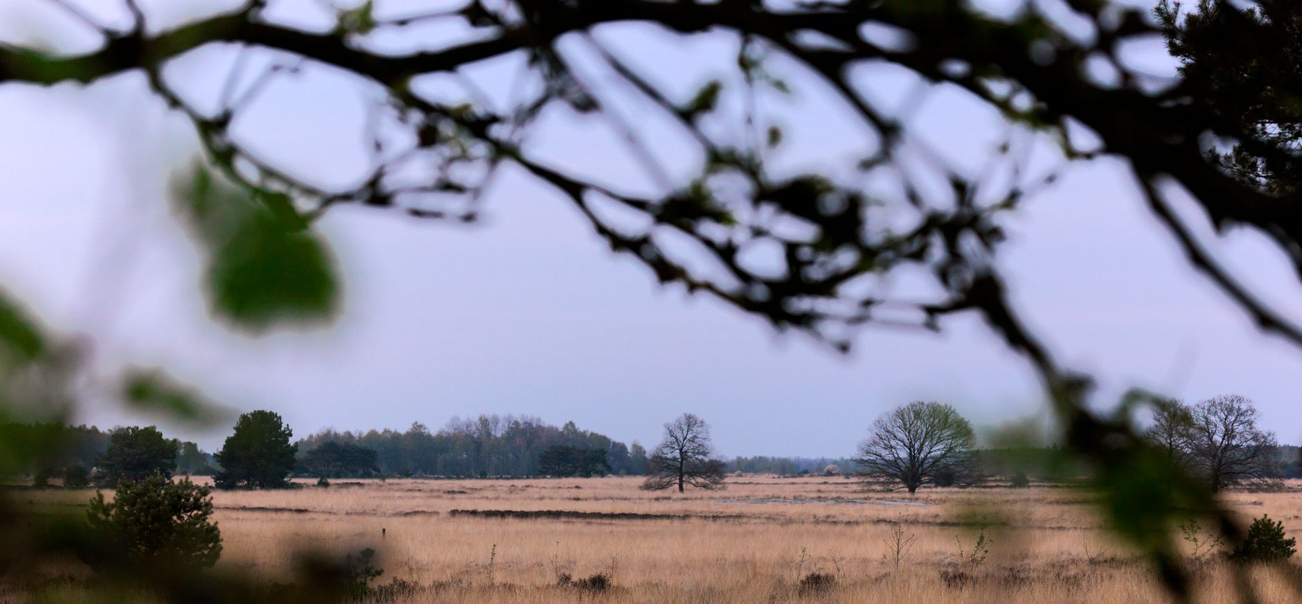 Holtingerveld heide