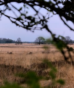 Holtingerveld heide