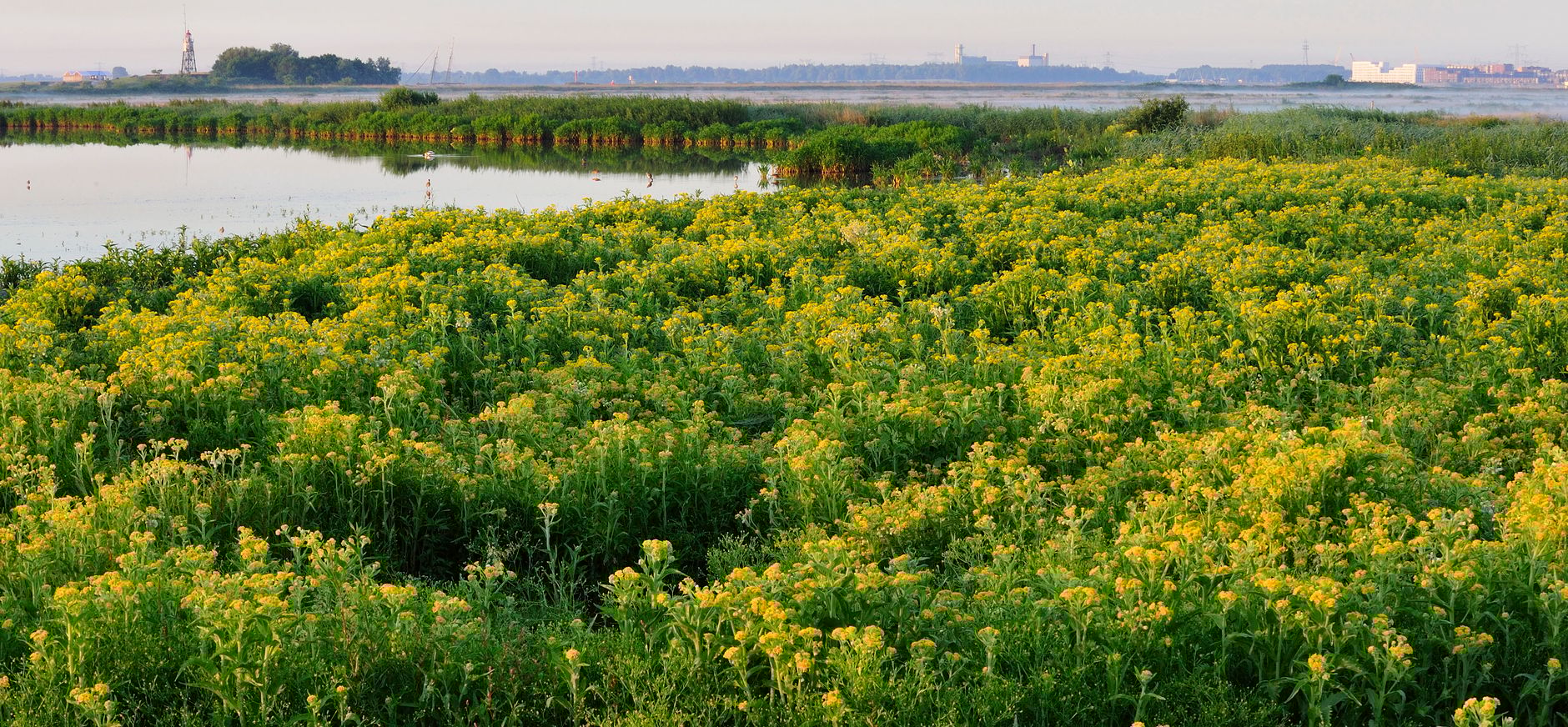 Polder IJdoorn
