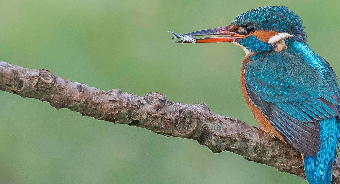 IJsvogel op tak